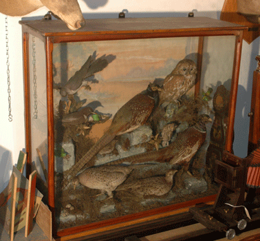 Old tank in wood, with birds
