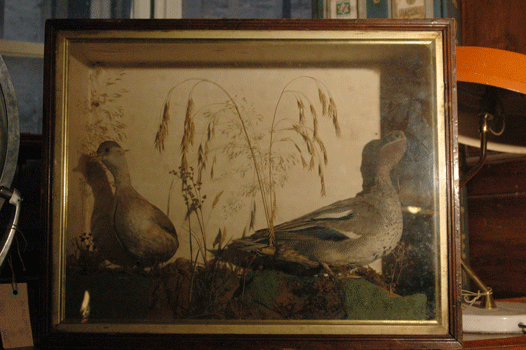 Small tank in wood with Waterfowl