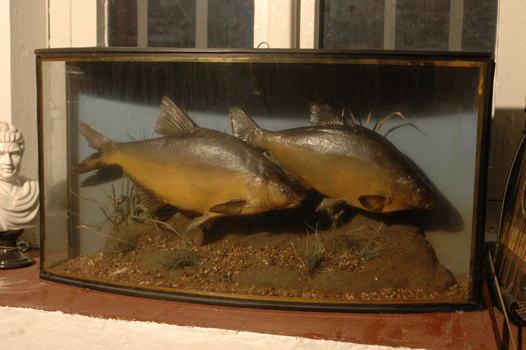 Small tank in wood with fishes